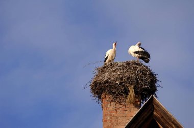 White Storks nesting on tower, Ciconia ciconia birds clipart