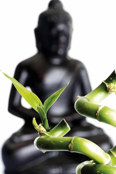 Glückliche Bambusblätter Dracaena Sanderiana Und Buddha Statue — Stockfoto