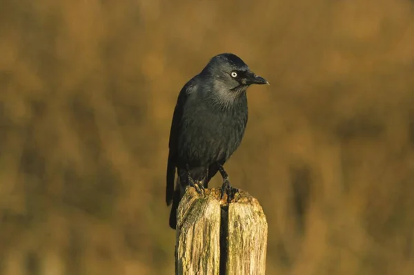 Jackdaw Pájaro Aire Libre Corvus Monedula — Foto de Stock