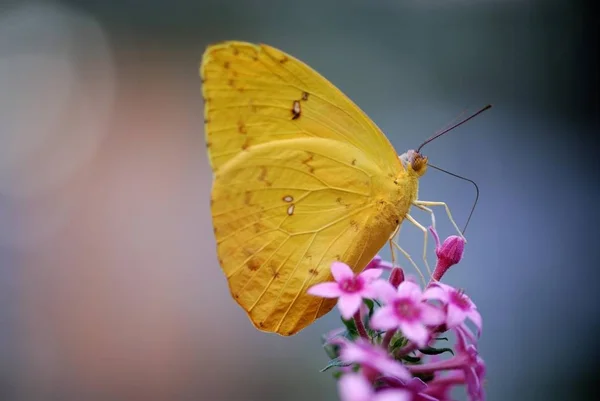 Orange Barred Sulphur Butterfly Phoebis Philea Perched Red Blossom — Stock Photo, Image