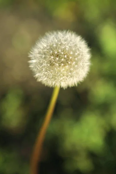 Pissenlit Plante Poussant Dans Champ — Photo