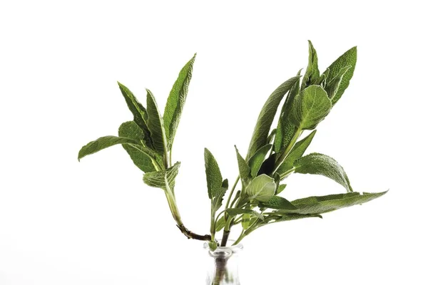 Daun Hijau Sage Salvia Terisolasi Pada Warna Putih — Stok Foto