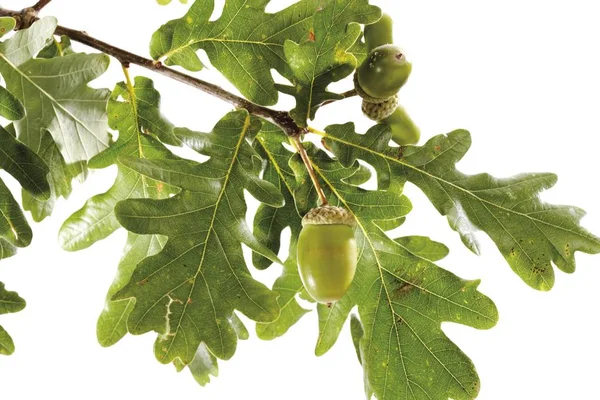 Eichenblätter Und Eicheln Auf Einem Zweig Quercus Isoliert Auf Weiß — Stockfoto