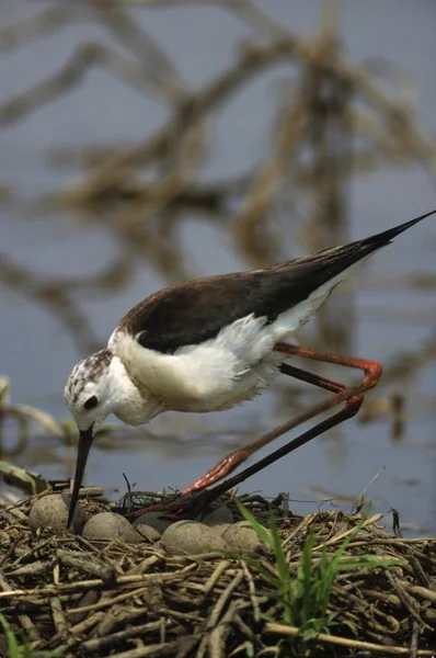 Pássaro Asa Preta Himantopus Himantopus — Fotografia de Stock