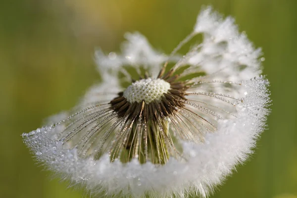 Samenuhr Löwenzahn Taraxacum Officinale — Stockfoto