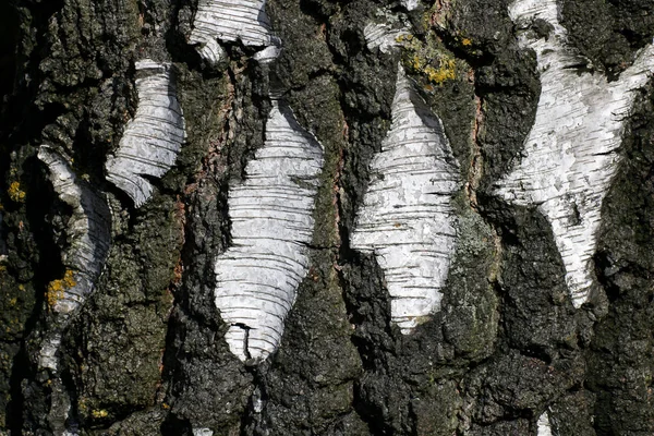 欧洲白白白木 银白木 老白木树皮 贝图拉彭杜拉 — 图库照片