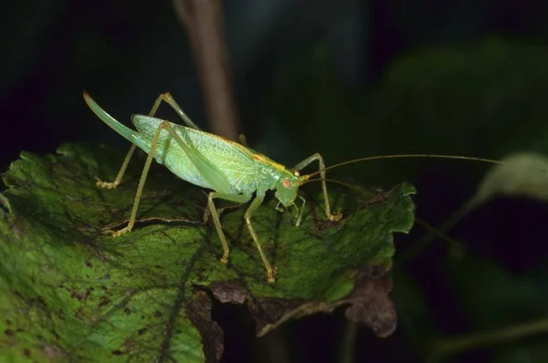 Dobolás Katydid Vagy Oak Bush Cricket Meconema Thalassinum Szal Vagy — Stock Fotó