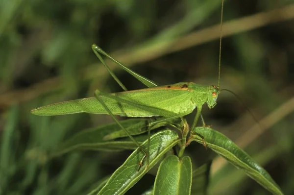 在绿草上的镰刀轴承灌木蟋蟀 Phaneroptera 黄花苜蓿 — 图库照片