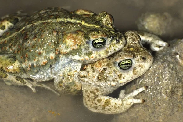 Ropucha Krátkonohá Bufo Calamita Žáby Párování — Stock fotografie