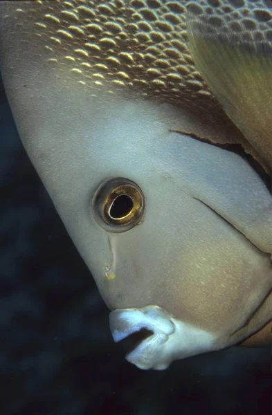 Gray Angelfish Pomacanthus Arcuatus Bahamas Caribbean Americas North America — Stock Photo, Image