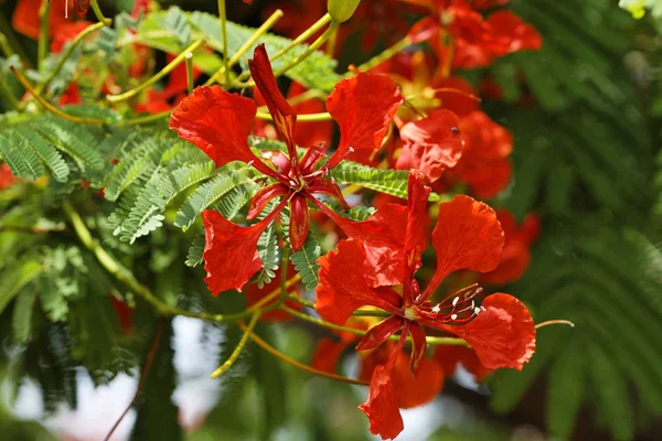 Poinciana 화려한 Delonix — 스톡 사진