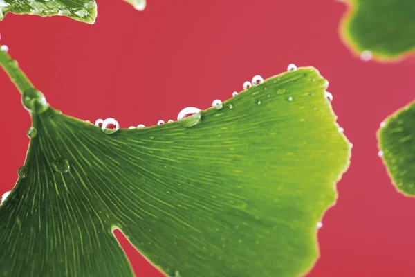 Ginkgo Biloba Grüne Blätter Mit Wassertropfen Bedeckt — Stockfoto