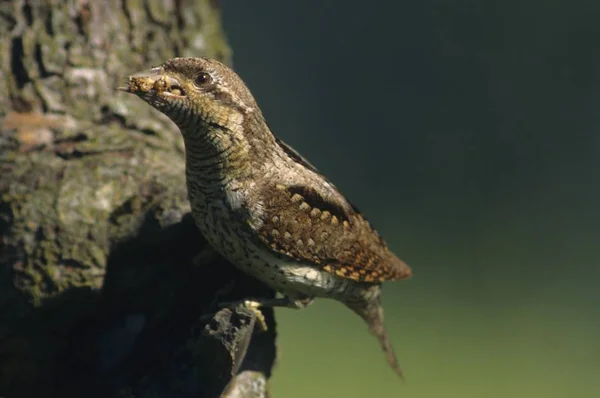 Eurasischer Ringelhalsvogel Jynx Torquilla Auf Baum — Stockfoto