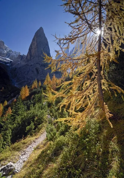 Gelbe Lärchen Larix Herbst Auf Einem Wanderweg Fischleintal Dolomiten Bozen — Stockfoto