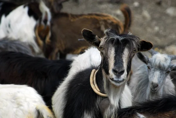 Geiten Capra Boerderij Dieren Kijken Camera — Stockfoto