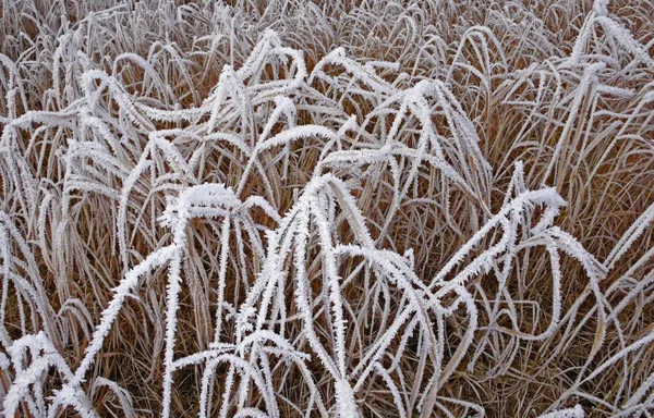 Frost ile kaplı çim bitkileri — Stok fotoğraf