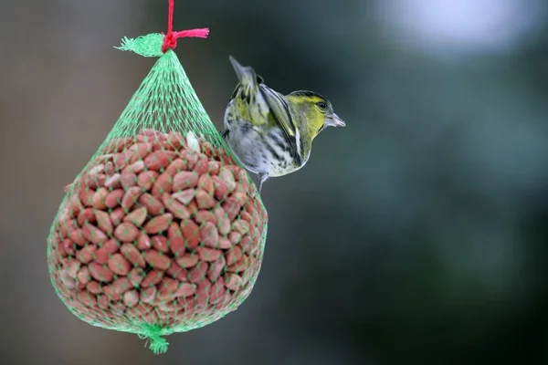 Siskin Male Winter Carduelis Spinus Spinus Spinus — Stock Photo, Image