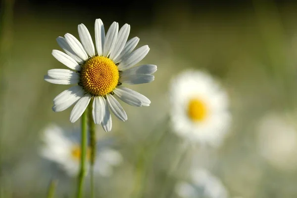 Gänseblümchen Auf Der Grünen Wiese — Stockfoto