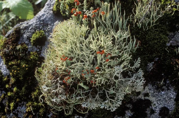 Lichens Cladonia Noruega Europa —  Fotos de Stock