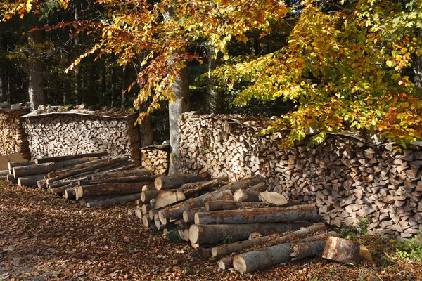 Hout Het Bos Opper Beieren Duitsland Europa — Stockfoto