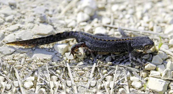 Newt Alpino Triturus Alpestris Uma Estrada Cascalho — Fotografia de Stock