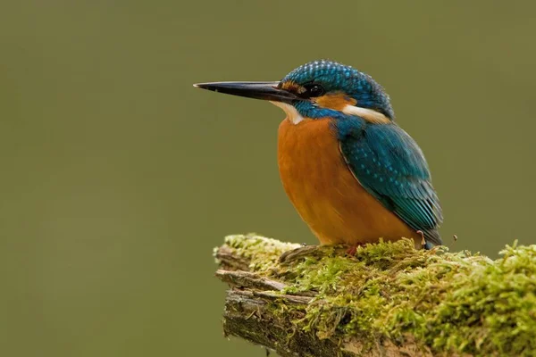 Europeu Kingfisher Alcedo Atthis Bird — Fotografia de Stock