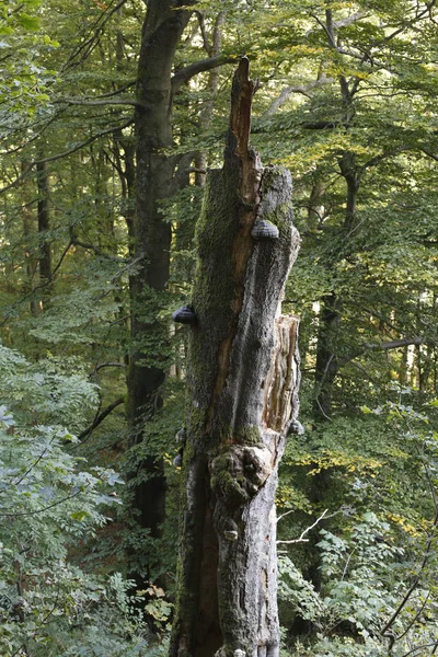 Oude Dode Boom Rhoen Hessen Duitsland Europa — Stockfoto