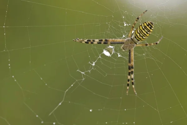 Aranha Vespa Argiope Bruennichi — Fotografia de Stock