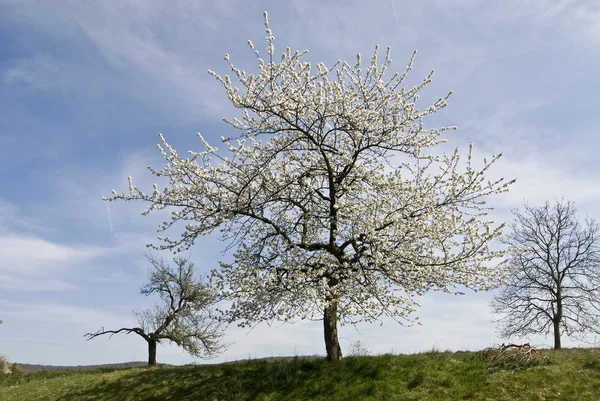 Flor Cerejeira Árvores Sobre Céu — Fotografia de Stock