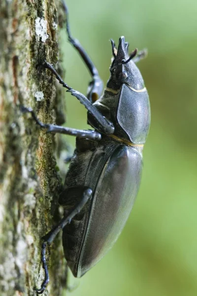 Stag kever zittend op boomstronk — Stockfoto