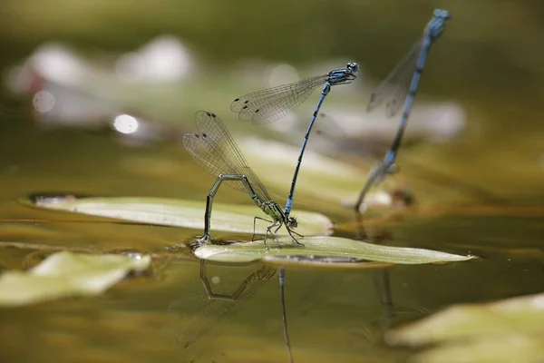 Azurblaue Libelle Coenagrion Puella Eiablage — Stockfoto