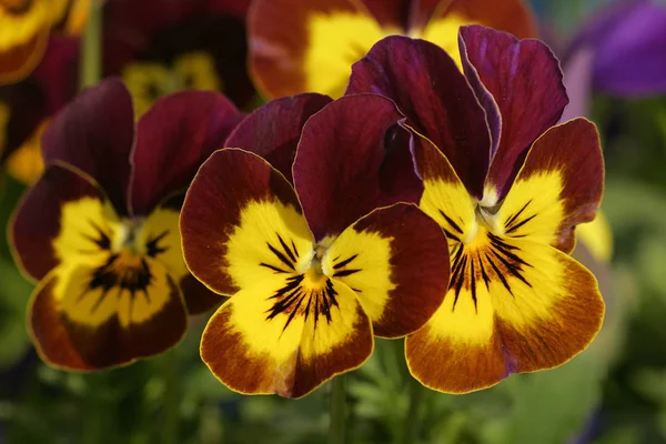 Blommande Horned Violer Viola Cornuta — Stockfoto