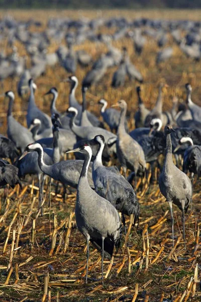 Żuraw Grus Grus Ptaków Trawie — Zdjęcie stockowe