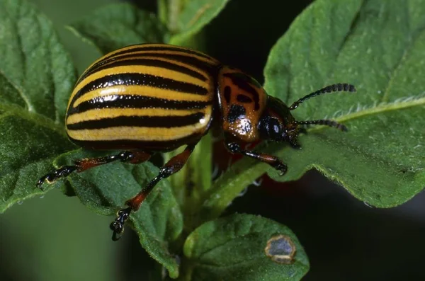 Colorado Potato Beetle Ten Striped Spearman Leptinotarsa Decemlineata — Stock Photo, Image