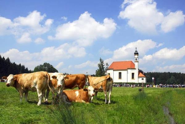 Vacas Descansando Prado Grama Verde Perto Igreja Baviera Alemanha Europa — Fotografia de Stock