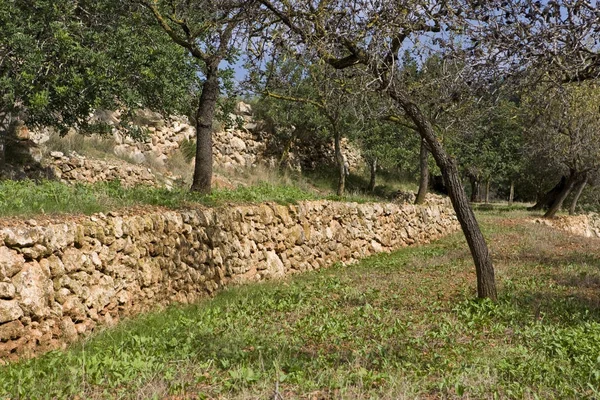 나무와 오프셋 일반적인 스페인어 벽으로 Baleares 스페인 — 스톡 사진