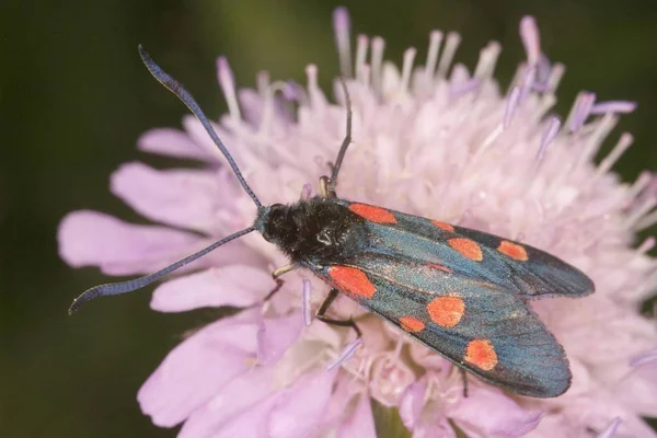 Burnet a cinque punti seduto sul fiore — Foto Stock