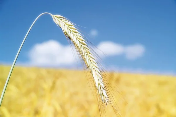 Råg Secale Cereale Fält Och Blå Himmel — Stockfoto