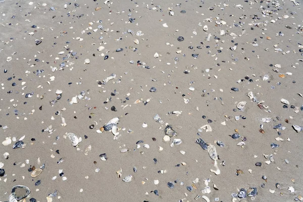 Aquatic Sea Shells Beach — Stock Photo, Image