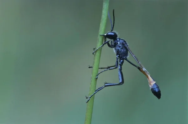 Avispa de arena sentada en ramita verde — Foto de Stock