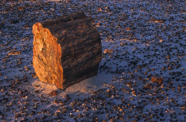 Petrified Tree Trunk Petrified Forest National Park Сша — стоковое фото