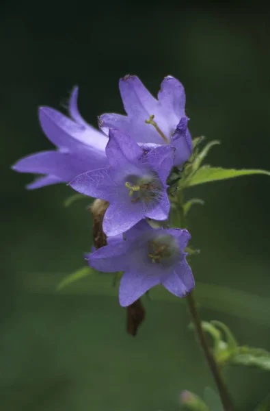 Urtiga Deixou Bellflower Campanula Trachelium — Fotografia de Stock