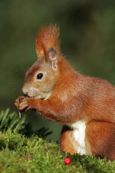 Europäisches Rotes Eichhörnchen Sciurus Vulgaris — Stockfoto