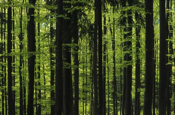 Floresta Faia Primavera Tempo Proliferação Baviera Alemanha Europa — Fotografia de Stock