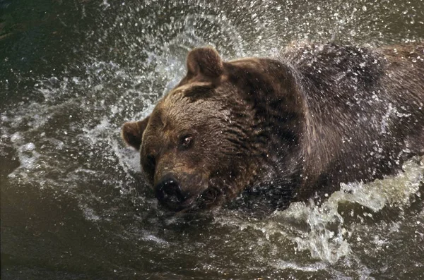 Urso marrom espirrando na água — Fotografia de Stock