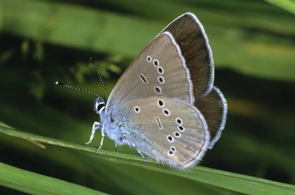 Заделывают Мазарини Синего Cyaniris Semiargus Женщина — стоковое фото