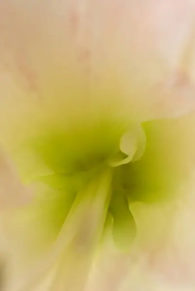 Amarylis Hippeastrum Hybridní Květina Květ Pestík — Stock fotografie