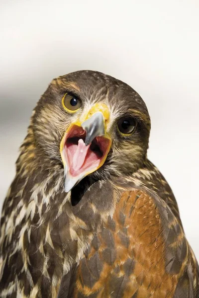 Buteo oiseau sauvage criant — Photo