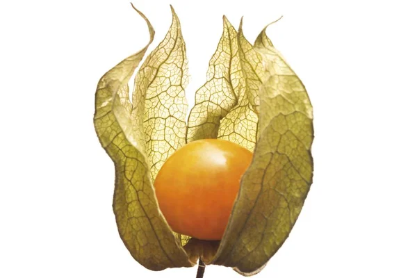 케이프 Physalis Peruviana — 스톡 사진