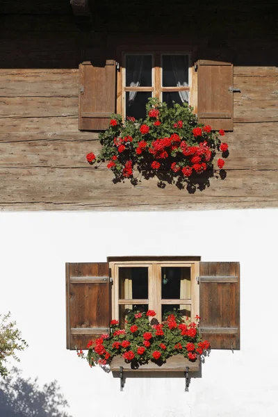 Geranium Farmhouse Gelting Upper Bavaria Germany Europe — Stock Photo, Image